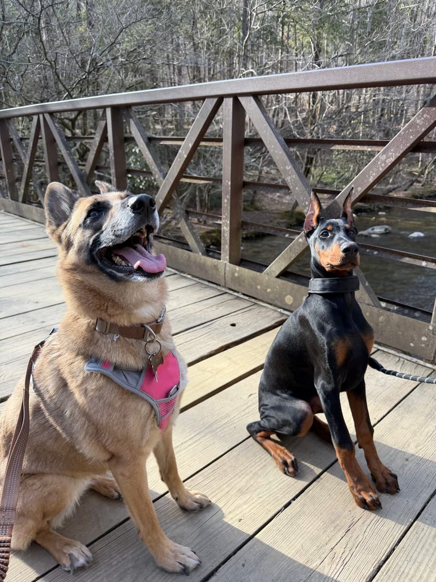 The dogs that are part of the All Elite family